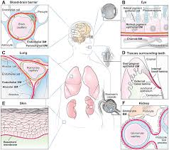 The animal extracellular matrix includes the interstitial matrix and the basement membrane. Basement Membranes In Development And Disease Abstract Europe Pmc