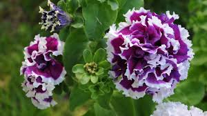 The goal of any plant is to reproduce itself, which is why it forms seeds towards the end of its lifespan. Petunia Collect Seeds Important Facts About Petunia Seeds How To Choose In The Store Or Get At Home Which Petunitions Collect Seeds