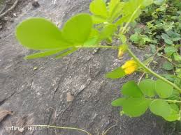 Image result for Senna tora