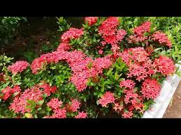 Image result for Ixora nana