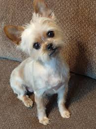 Meetup for the pups ❤️🐾❤️🐾