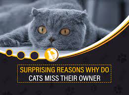 11 Surprising Reasons Why Do Cats Miss Their Owners