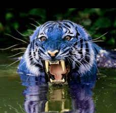 The Tiger Next Door Living With Man Eating Tigers Tiger Pictures Animals Animals Beautiful