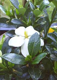 Image result for Heinsenia