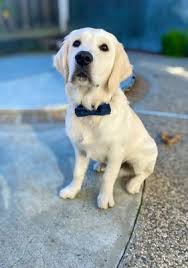 Visit angel's pet hospital in tomball, tx and save 25% on your vet bill with a pet plan by pet assure. Bay Animal Hospital Closed 91 Photos 310 Reviews Veterinarians 630 Donohoe St East Palo Alto Ca Phone Number Yelp