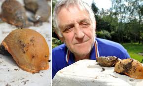 Cannibal slugs spotted in gardens after coming to UK from Spain