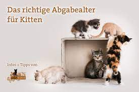Unter verstopfung (obstipation) versteht man die verringerung des kotabsatzes, sowohl in der menge als auch in der häufigkeit, bis zum kompletten ausbleiben des kotabsatzes. Abgabealter Fur Kitten Geburt Aufzucht Katzen Ratgeber Ratgeber Pets Nature Online Shop