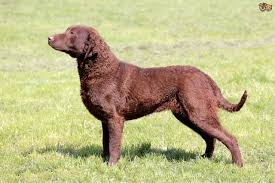 The chessie is loyal, bright, protective, and thrives off of rigorous activity. Chesapeake Bay Retriever Dog Breed Facts Highlights Buying Advice Pets4homes