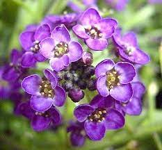 Alyssum Wonderland Purple Alyssum Alyssum Flowers Blue And Purple Flowers