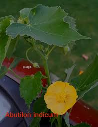 Image result for Abutilon mauritianum