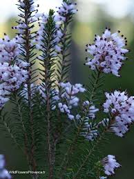 Image result for Embelia multiflora