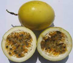 Yellow Passion Flower Seeds Edible Fruit Tropical Passiflora Vine 10 Seeds Puerto Rico Food Delicious Fruit Yellow Passion Fruit