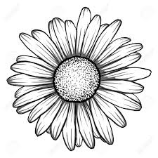 Für jedes verkaufte bild pflanzen wir bäume in äthiopien. Schone Monochrom Schwarz Weiss Blume Daisy Isoliert Fur Grusskarten Und Einladungen Der Hochzeit Geburtstag Valentinstag Der Tag Der Mutter Und Andere Saisonale Urlaub Lizenzfrei Nutzbare Vektorgrafiken Clip Arts Illustrationen Image 50874454