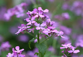 One reason why speedwell is a popular plant is that it has flowers that bloom all summer and return every year. Money Plant Home Garden Information Center