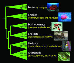 Image result for Phyla