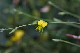 Image result for Crotalaria torrei