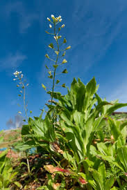 Image result for Capsella