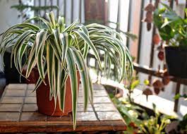 Spider plants (chlorophytum comosum) may also be called airplane plants. 4 Spider Plant Benefits Plus How To Make Sure They Thrive Purewow