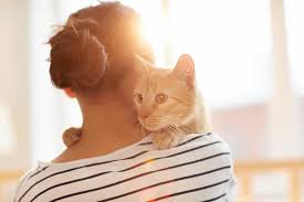 Great ideas on how to get a feral cats. How To Tame A Semi Feral Cat The Catnip Times