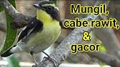 Terkadang burung murai jantan juga diikutsertakan dalam perlombaan burung kicau. Tips Membedakan Decu Kembang Jantan Dan Betina Youtube