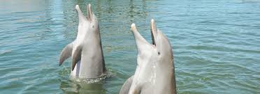 Kids Dolphin Facts Dolphin Research Center