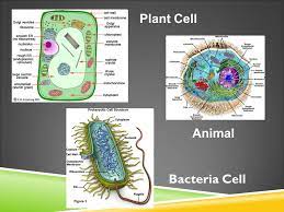 Plant Cell Animal Bacteria Cell Cell Structure And Function Notes Organelles What You Should Know Organelles What You Should Know Inner Life Of A Cell Ppt Download