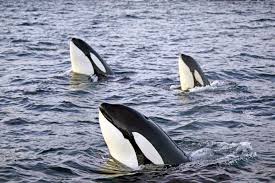 Orcas, or killer whales, are a highly intelligent, social species that lives in pods and can orcas are the largest members of the dolphin family. Norwegen Reise Walbeobachtung 8 Tage Nordlichtfotografie Diamir Erlebnisreisen Statt Traumen Selbst Erleben