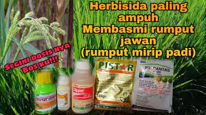 Golma 240 ec adalah herbisida pra tumbuh dan purna tumbuh yang bersifat kontak yang berkerja secara cepat dalam membrantas gulma. Obat Rumput Grinting Pada Tanaman Padi Info Kece