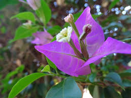 Image result for Bougainvillea sp. cultivar