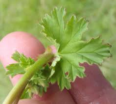 Image result for Pelargonium grossularioides
