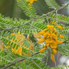 Image result for Sesbania sesban