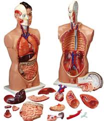 Internal organ anatomy chart ✅. Budget Tall Paul Torso Anatomy Models And Anatomical Charts