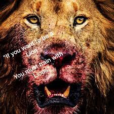 Gil Levy A Twitter If You Want To Be A Lion You Must Train With Lions Shout Out To My Team Of Coaches For A Great Start To The Season Stamfordlions Lions Https T Co Fjdsuew8fv