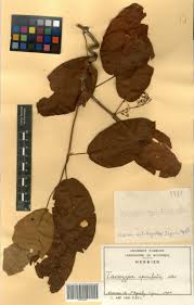 Image result for Tacazzea apiculata