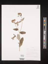 Image result for Gutenbergia cordifolia