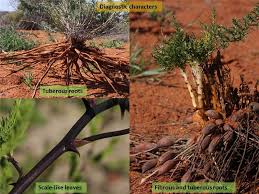 Image result for Asparagaceae