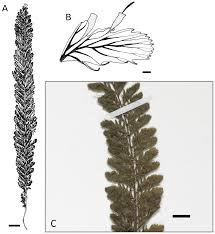 Image result for Crepidomanes inopinatum
