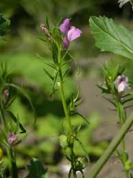 Image result for Misopates