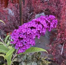Image result for Buddleja davidii