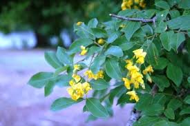 Image result for Triaspis macropteron