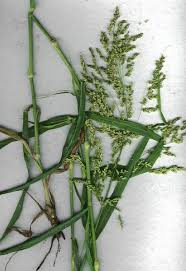 Image result for Panicum calvum