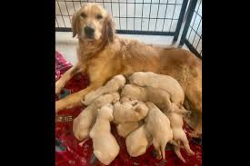 Occasionally older pups or retiring adults. Whitehouse Goldens Beth White Has Golden Retriever Puppies For Sale In Morgantown Ky On Akc Puppyf Puppies For Sale Golden Retrievers For Sale White Puppies