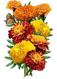 Petite Marigold Mixture Tagetes Patula Marigold Flower Flower Painting Marigold