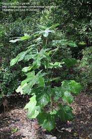 Image result for Sterculia appendiculata