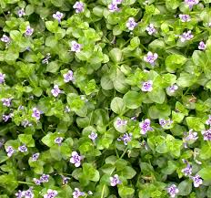 Image result for Lindernia monroi