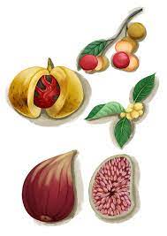 Namanya burung rangkong atau burung enggang. Rangkong Indonesia Pakan