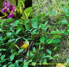 Image result for Pycnospora