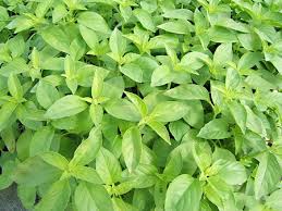 Elle agit sur la résistance physique, important quand on se sent un peu raplapla à cause d'un régime. Basilic Citron A Planter Basilic En Pot Aromatiques