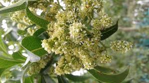 Image result for Xyris natalensis