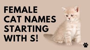 Including black, white, cool & funny names for female cats. Female Cat Names Starting With S 27 Best Cute Names Names Youtube
